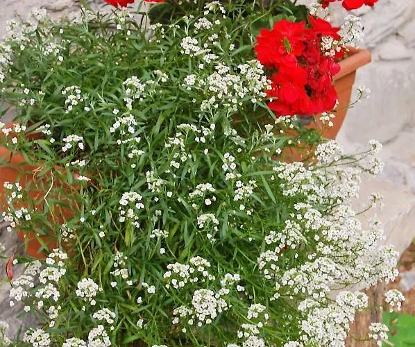 Affittacamere Casa Cadore