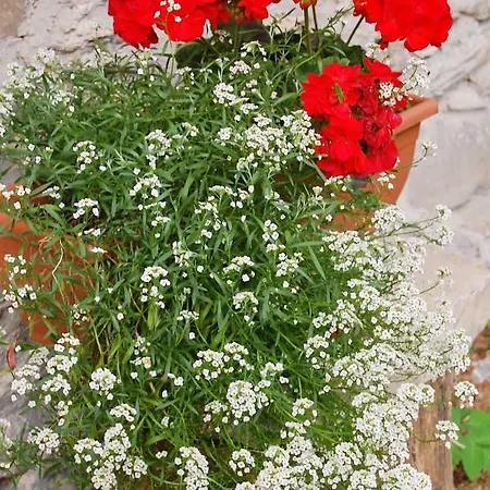 Guest house Casa Cadore